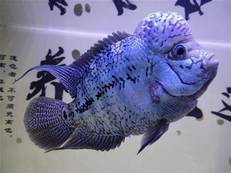 小羅漢魚